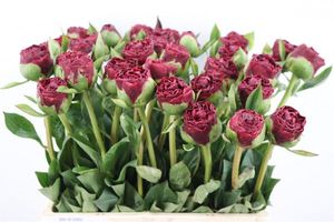 PIVOINE OLD FAITHFUL 60